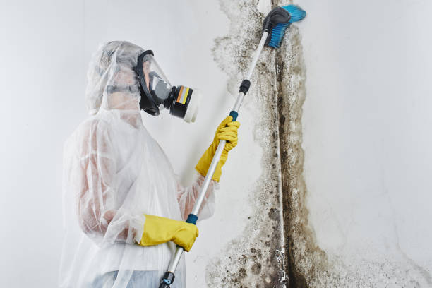 Best Residential Mold Inspection & Testing  in Belfast, ME